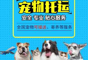 深圳航空宠物托运价格,宠物出国托运