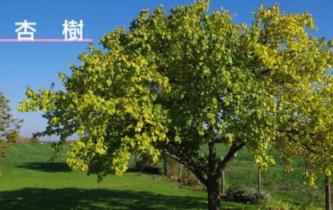梨树什么时候开花结果,梨树杏树桃树樱桃树在哪一个季节结果