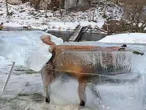 极寒天气,被冻成冰雕的动物