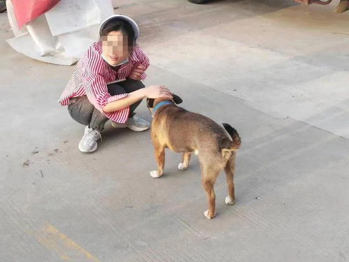 沭阳养狗的注意 多人被处罚