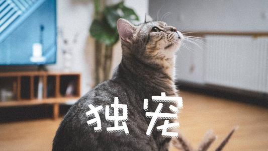 散养的猫与圈养的猫,有哪些区别,你真的知道吗