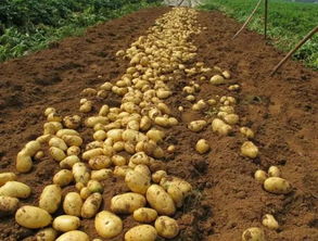南方土豆什么时候种植