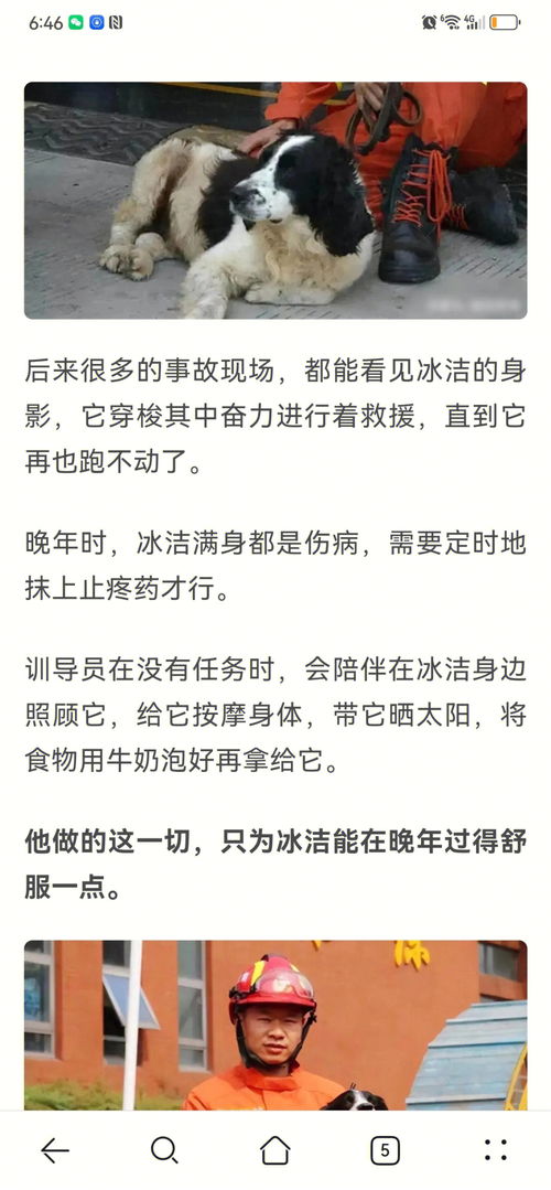 四川啊 哪些救过你命的搜救犬你都忘了啊 