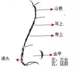 十五种鼻型,你属于哪种