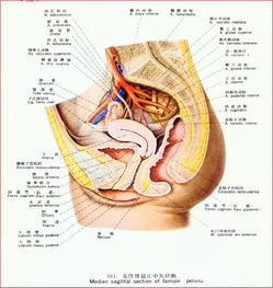 子宫 颈在女性生殖 系统 的解剖及功能上有着十分 