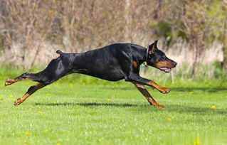 5种常见的工作犬 猛犬罗纳威也可以是优秀的警犬