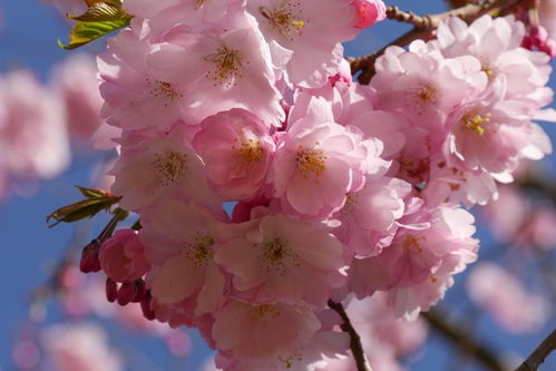 5月初之际,缘分桃花有望突破,真爱来临时幸福满满的四大生肖