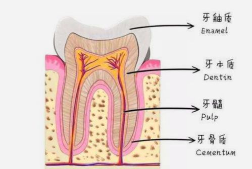 牙齿的成分 