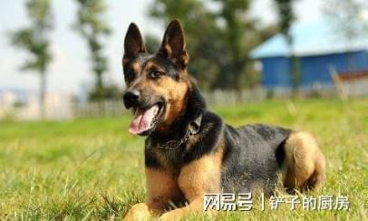 盘点成为 警犬 的6种狗狗,有没有一只是让你心动的