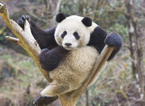王思聪就养了一只叫萌七的大熊猫 大熊猫是可以认养的,你知道吗
