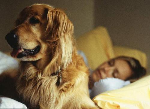 当主人睡着以后,狗狗会做的5件事,看看你家中几点
