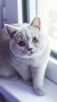 萌宠 猫咪 小猫 灰色 窗台 苹果手机高清壁纸 1080x1920 爱思助手 