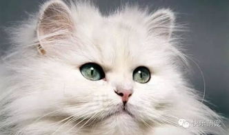 猫咪眼睛分泌物增多流眼泪怎么办 