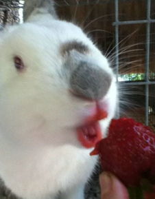 这是给兔子喂草莓的结果 啊哈哈哈 搞笑排 堆糖,美好生活研究所 