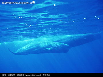 海面下两头座头鲸的摄影图片免费下载 红动网 