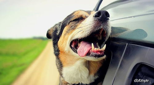 狗狗乘车讲究多,安全问题永远在第一位,五大要点不能做不到