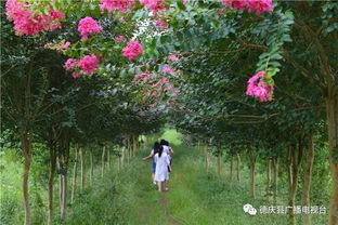 大美 德庆新农村示范片10公里的紫薇大道花开灿烂