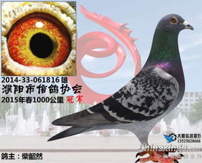 濮阳市信鸽协会2015年春季颁奖大会 
