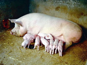 母猪一般多少天产仔