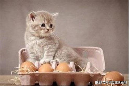 猫咪可以吃蛋白吗,猫咪可以吃熟蛋白吗
