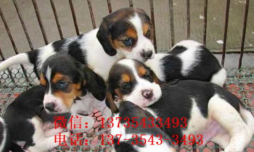 南京犬舍出售猎兔犬比格犬宠物狗市场卖狗买狗