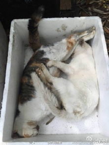 上海一小区20余只流浪猫遭毒杀 疑被喂食毒猫粮 