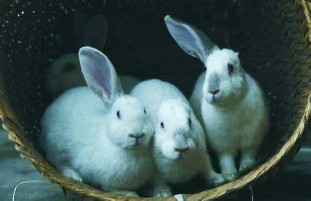 兔子一胎生多少个 