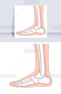 脚骨部位名称图解 搜狗图片搜索