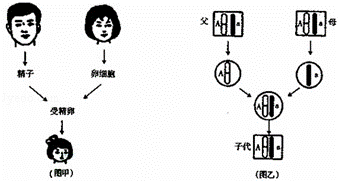 如图甲示人的生殖过程,图乙示伴随生殖过程中控制某一性状的基因 在一对染色体上 的传递过程.请据图回答下列问题 1 据图甲,写出正常情况下人的精子染色体数目 