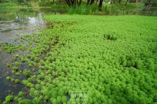 粉绿狐尾藻和绿狐尾藻的区别,鱼塘出现白色条状怎么办？