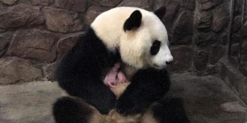 大熊猫生宝宝如此任性,网友安慰饲养员 除了宠着还能怎么办