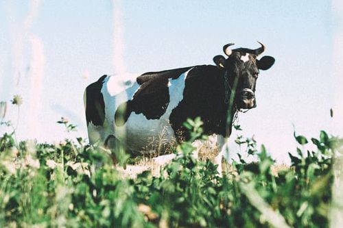 属牛人的性格和脾气 属牛的人性格详解