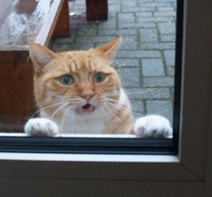 橘猫发现主人偷吃东西,趴在门外的表情很复杂