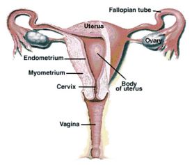 子宫腺肌病的临床表现 