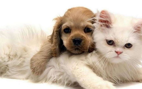 猫咪和狗狗之间矛盾重重,想要 猫狗双全 的你,真的想好了吗
