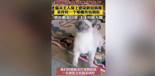 泰国报告全球首例新冠猫传人,又要开始捕杀宠物了吗