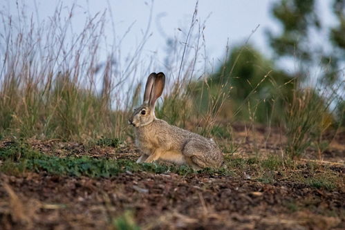 野兔泛滥,在澳大利亚繁殖到100亿只,为何在我国数量稀少