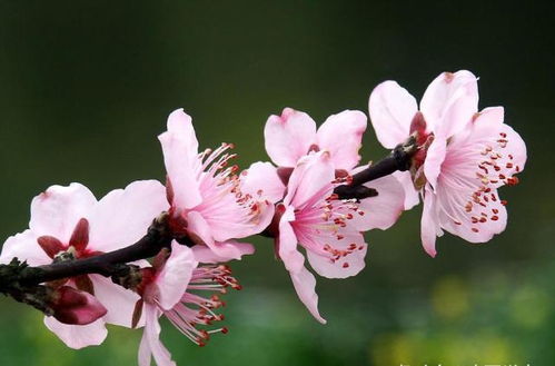 十二生肖今日运势 2021年4月6日 生肖鼠吉运播报