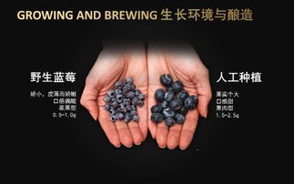 野生蓝莓和种植蓝莓的区别,野生蓝莓与人工蓝莓的区别？
