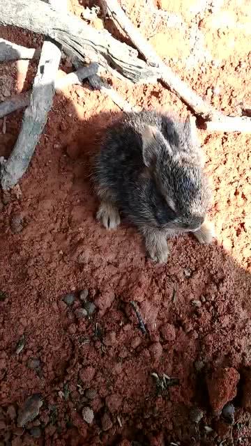 捡的小野兔不吃东西 捡到个很小的野兔怎么养