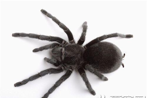 黑蜘蛛有毒吗,家里常见的黑蜘蛛有毒吗