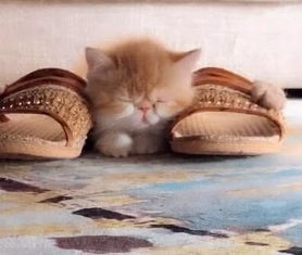 好可爱的小猫咪,就喜欢挨着主人的拖鞋睡,搞怪表情萌翻了