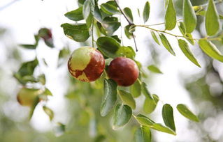 枣树栽培技术 枣树架式栽培模式 