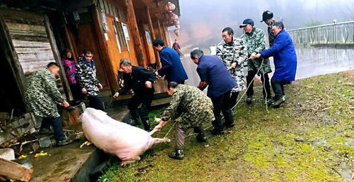 有专家说农民养猪污染空气，建议禁止农民个人零散养猪，你怎么看(农村养猪污染环境的处理办法)