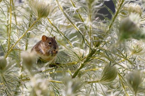 属鼠 生肖鼠 属鼠的今年多大 属鼠的属相婚配表 属鼠的几月出生最好 属鼠的和什么属相最配 十二生肖 