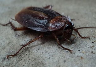 一只蟑螂能活多久 有什么药用价值