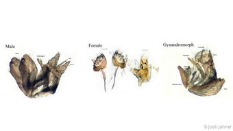 神奇雌雄合体动物 鸡同时长有睾丸和卵巢 