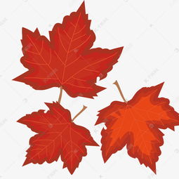 红枫叶加拿大素材图片免费下载 千库网 