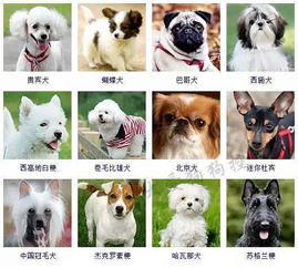 一篇文章让你分清所有狗的品种