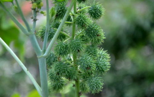 蓖麻栽培技术要点